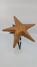 Jeweled Starfish Fascinator